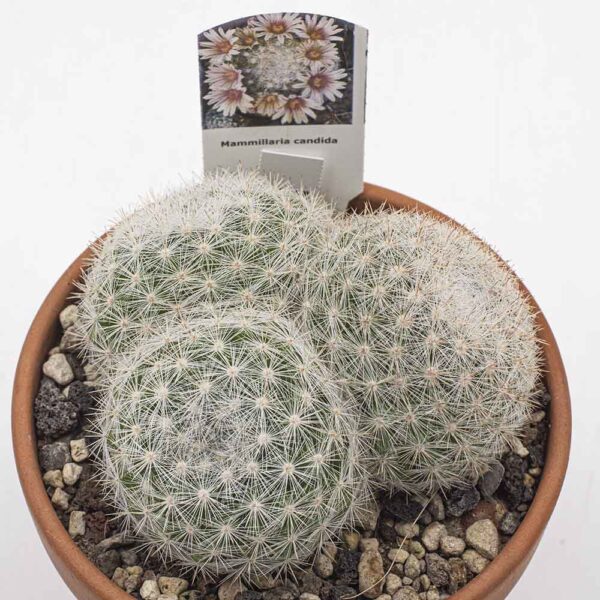 Mammillaria candida Gruppe