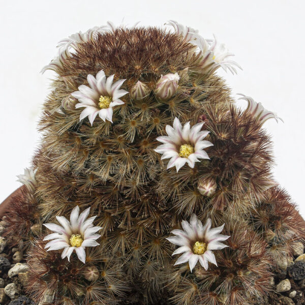 Mammillaria carmenea helle Blüte – Bild 7