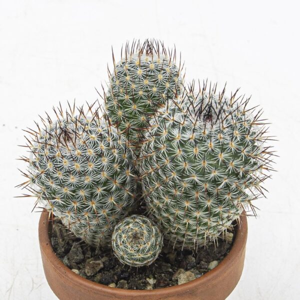 Mammillaria elegans Gruppe