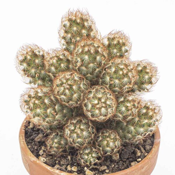 Mammillaria elongata dunkel