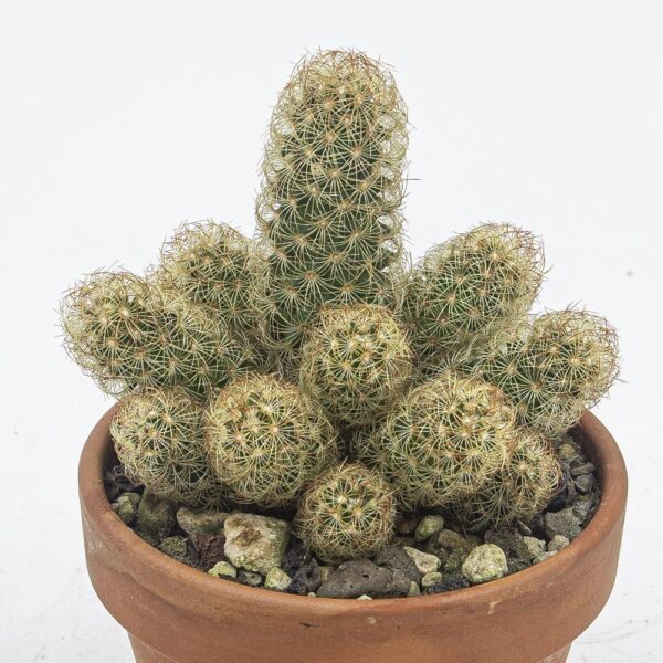 Mammillaria elongata