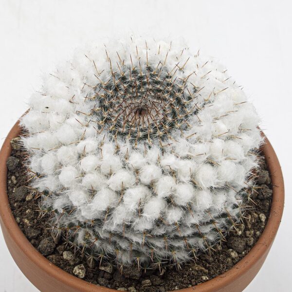 Mammillaria formosa
