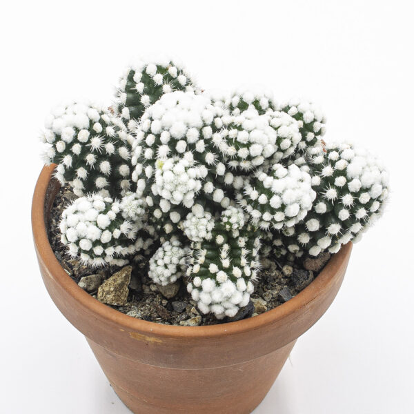 Mammillaria gracilis Snow Cap