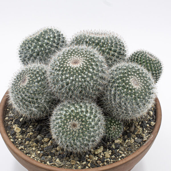 Mammillaria hahniana Gruppe - Kakteen Gautschi