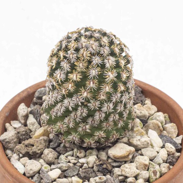Mammillaria hernandezii