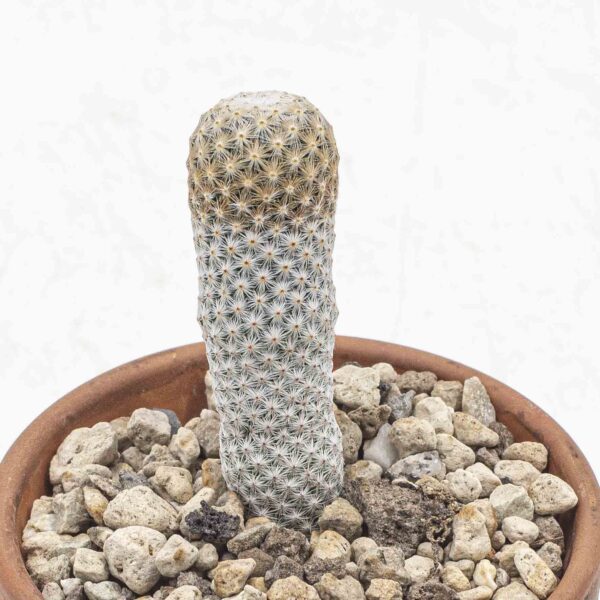 Mammillaria herrerae v. albiflora