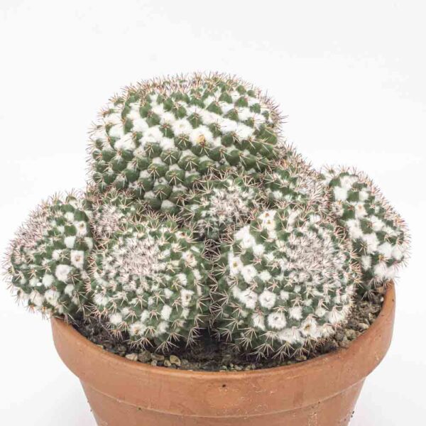 Mammillaria karwinskiana