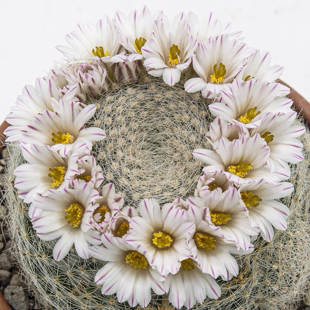 Mammillaria Lenta Kakteen Gautschi