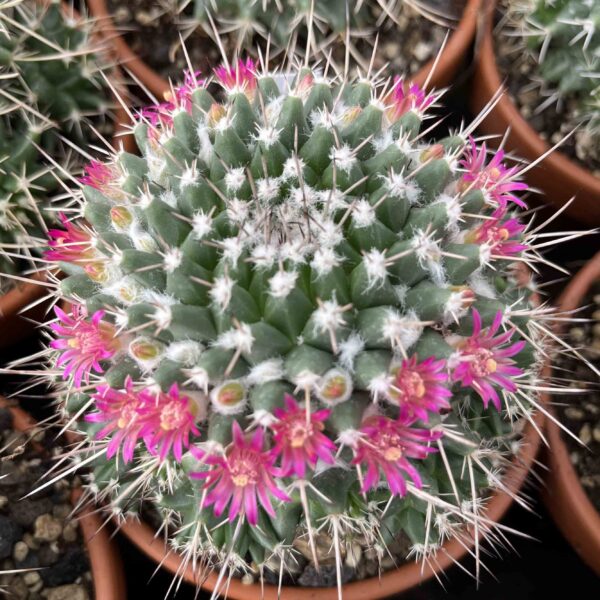 Mammillaria magnimamma