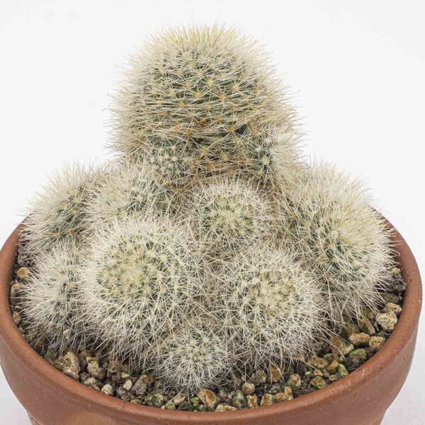 Mammillaria manana