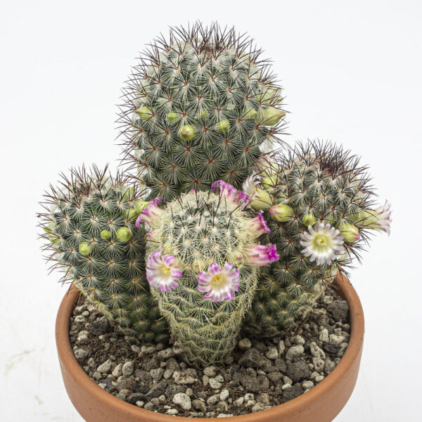 Mammillaria microhelia Gruppe