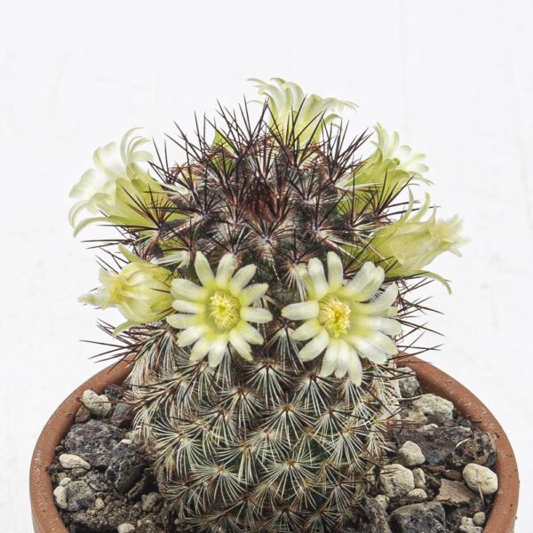Mammillaria microhelia gelbe Blüte