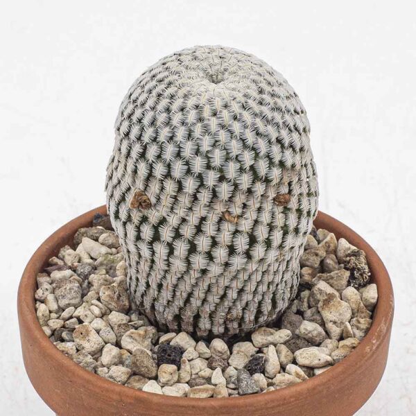 Mammillaria pectinifera