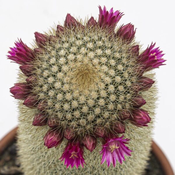 Mammillaria pilcayensis