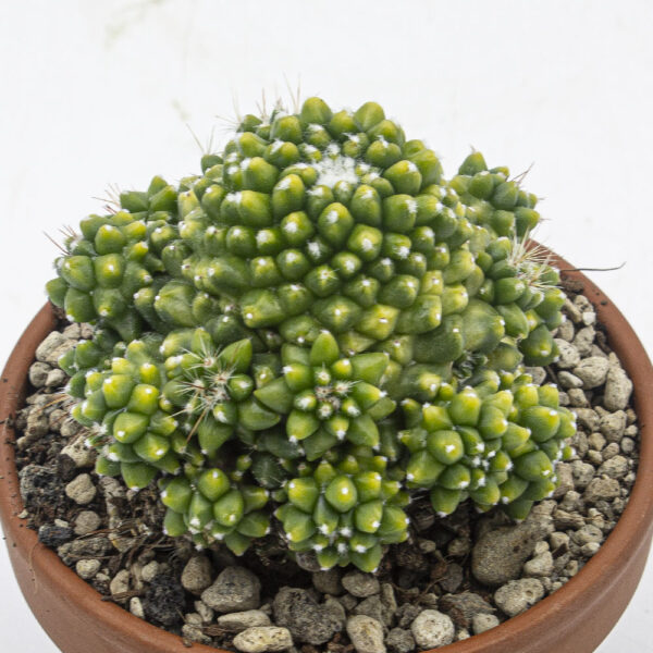 Mammillaria toluca variegata