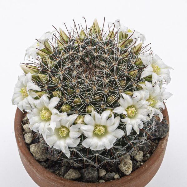 Mammillaria zeilmanniana albiflora