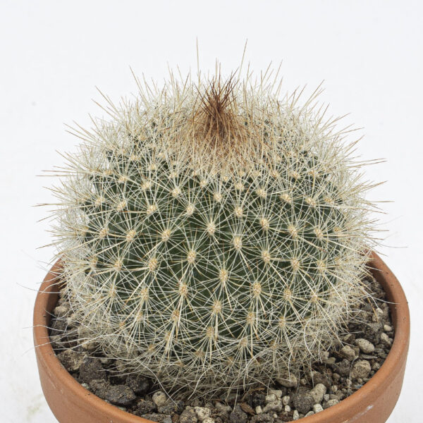 Matucana haynei