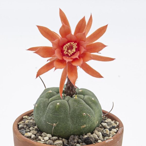 Matucana madisoniorum