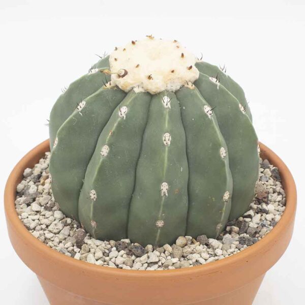 Melocactus maxonii