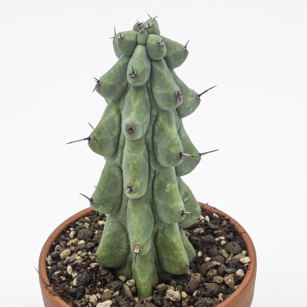Myrtillocactus fukurokuryuzinboku