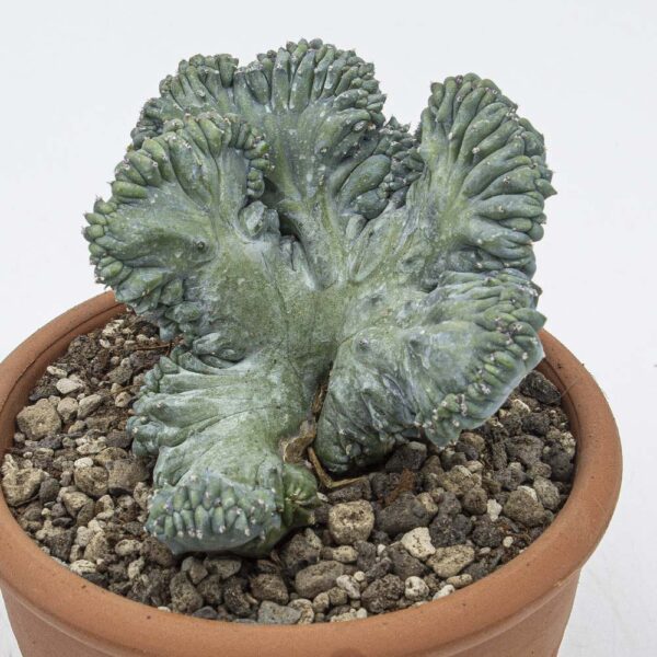 Myrtillocactus geometrizans cristata
