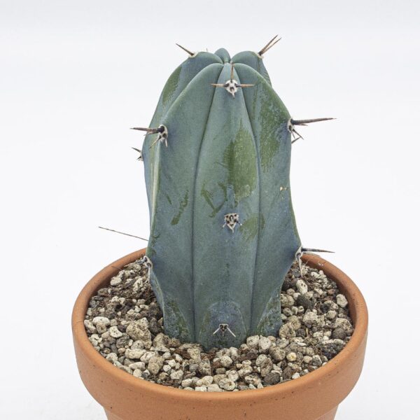 Myrtillocactus geometrizans dick