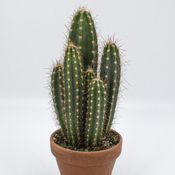 Neocardenasia herzogiana Gruppe