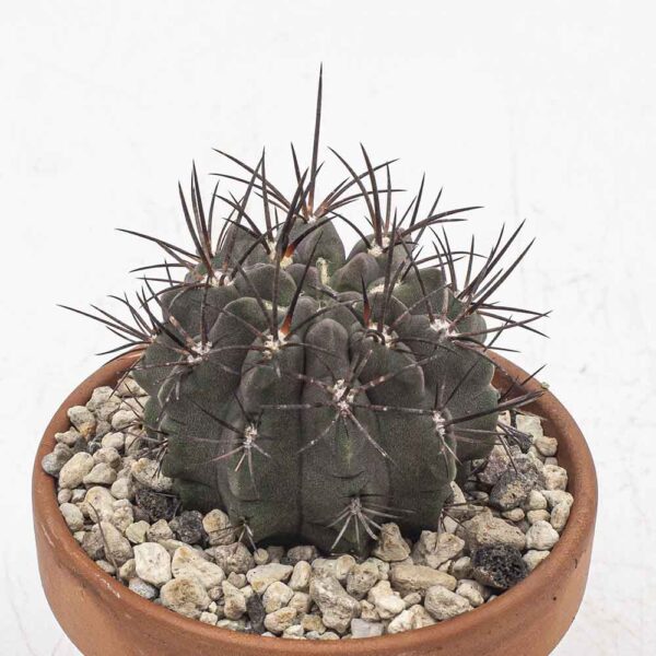 Neochilenia paucicostata