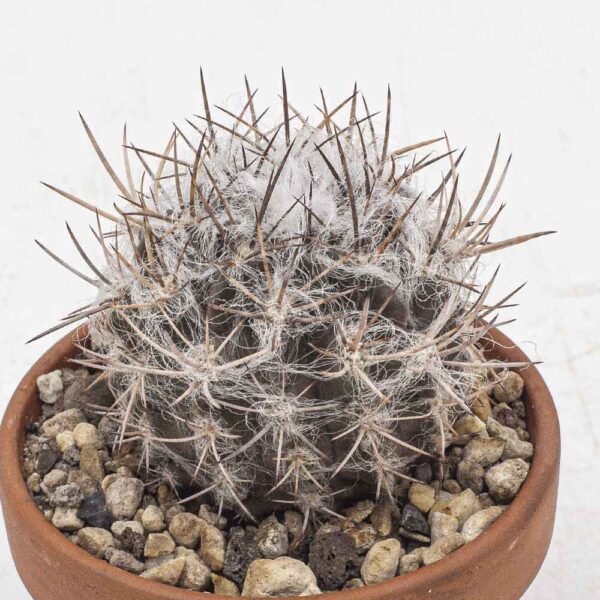 Neoporteria floccosa