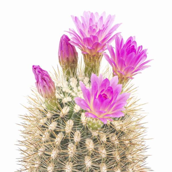 Neoporteria villosa