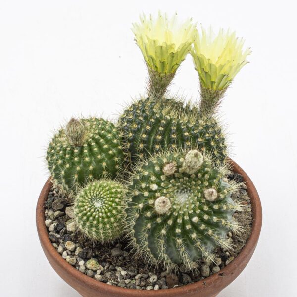 Notocactus herteri