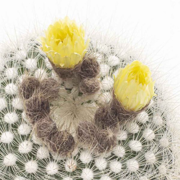 Notocactus scopa