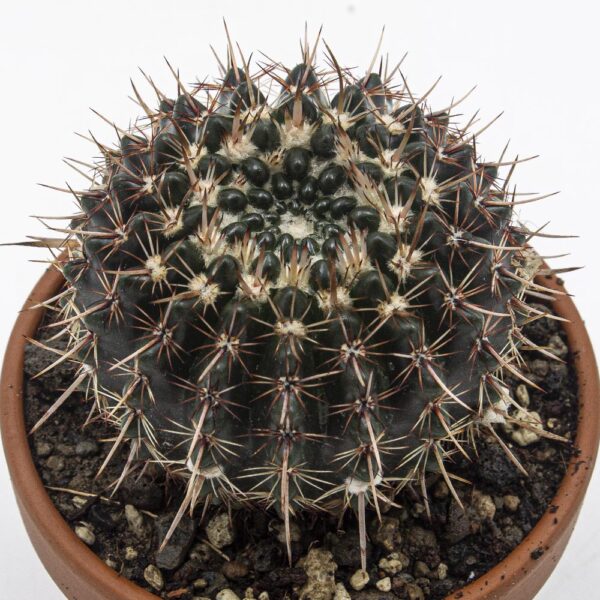 Notocactus submammulosus