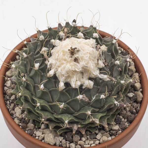 Obregonia denegrii