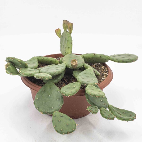 Opuntia "Gloria" gross
