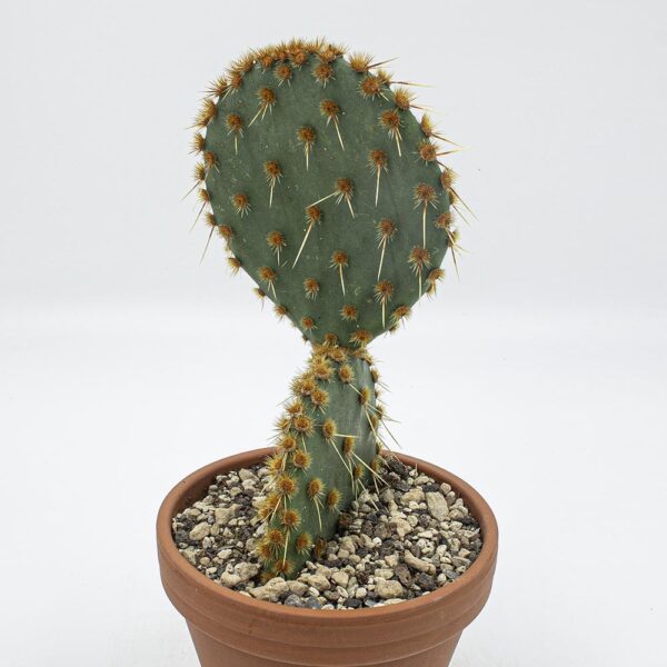Opuntia aciculata mittel