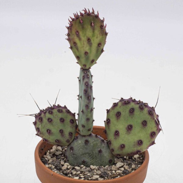 Opuntia azurea klein