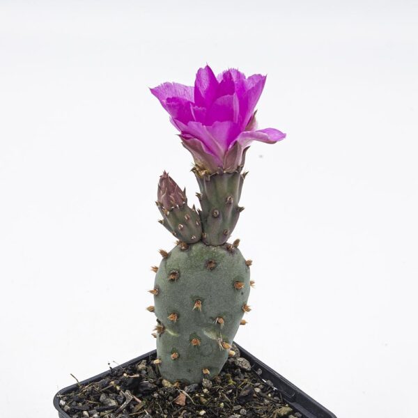 Opuntia basilaris var. brachyclada pink