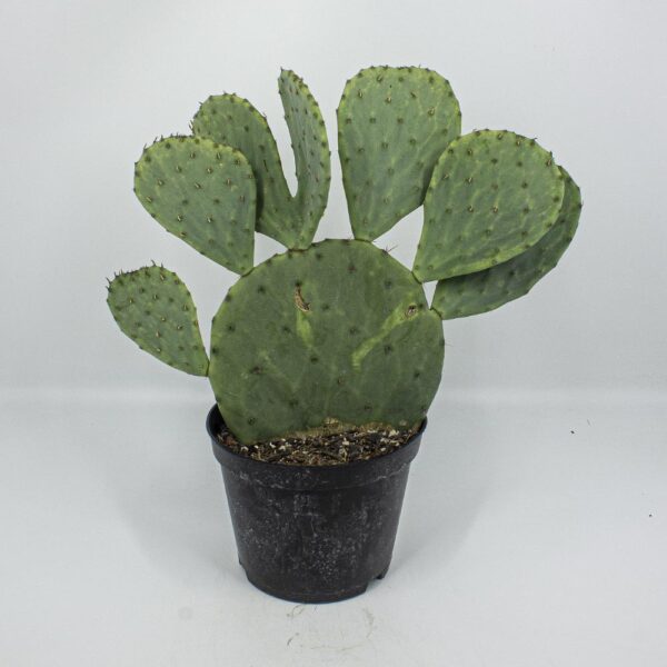 Opuntia engelmanni Riese