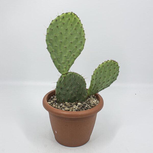 Opuntia engelmannii x aurea