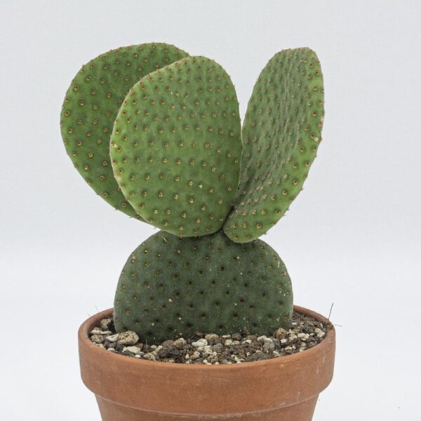 Opuntia microdasis inermis