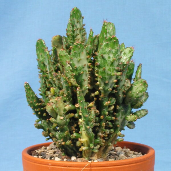 Opuntia monacantha variegata