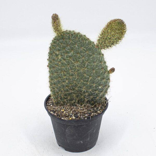 Opuntia scheeri