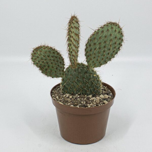 Opuntia strigil "Kurt"
