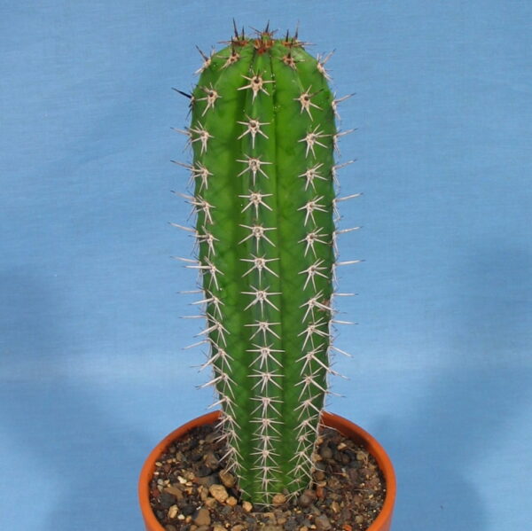 Pachycereus pecten arborigineum – Bild 2