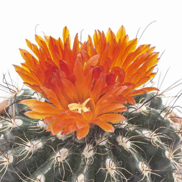 Parodia mairanana
