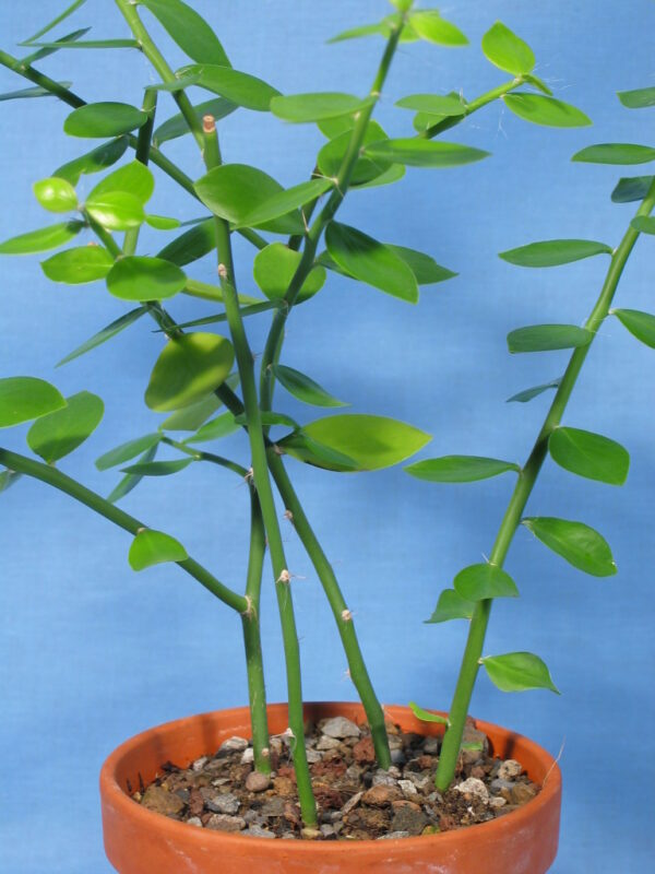 Pereskia humboltii v.humboltii – Bild 2