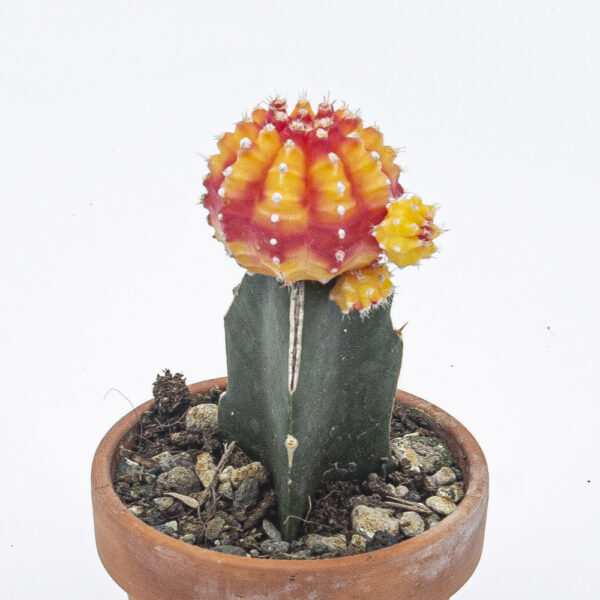 Gymnocalycium gepfropft rotgelb