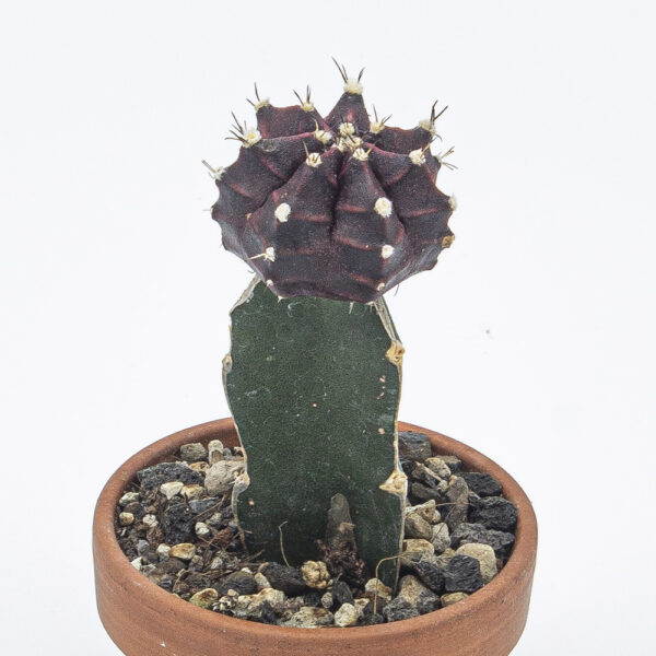 Gymnocalycium gepfropft schwarz