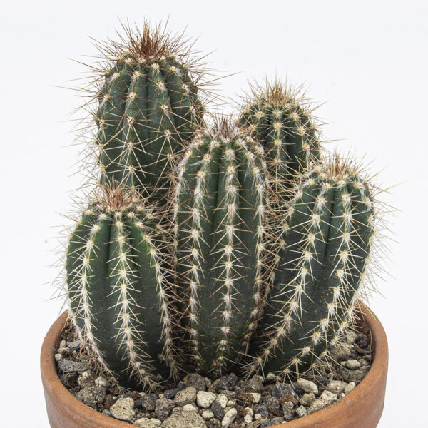 Pilosocereus azulensis Gruppe
